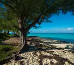 Bimini All-Inclusive Resorts: dive into a Bahamas paradise, indulge in dolphins, dining, and unwind in luxury. Your dream getaway awaits! 🏝️🍹