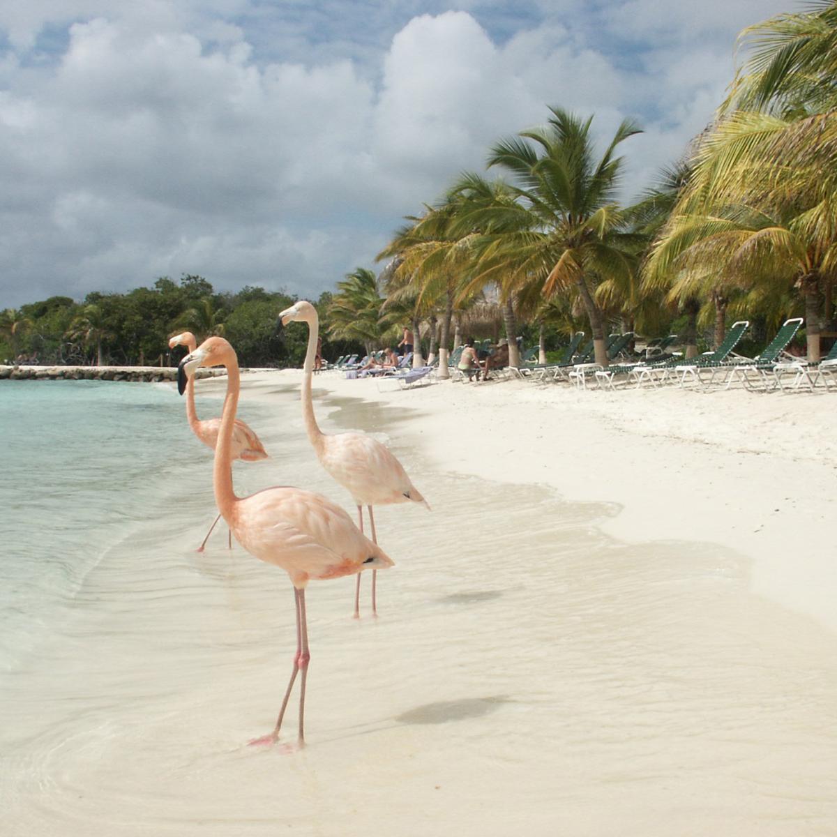 Aruba ALL Inclusive Resorts aruba-all-inclusive-resorts-in-aruba-to-vacation