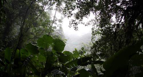 loud Forest at Monteverde - Wikimedia Commons commons.wikimedia.org
