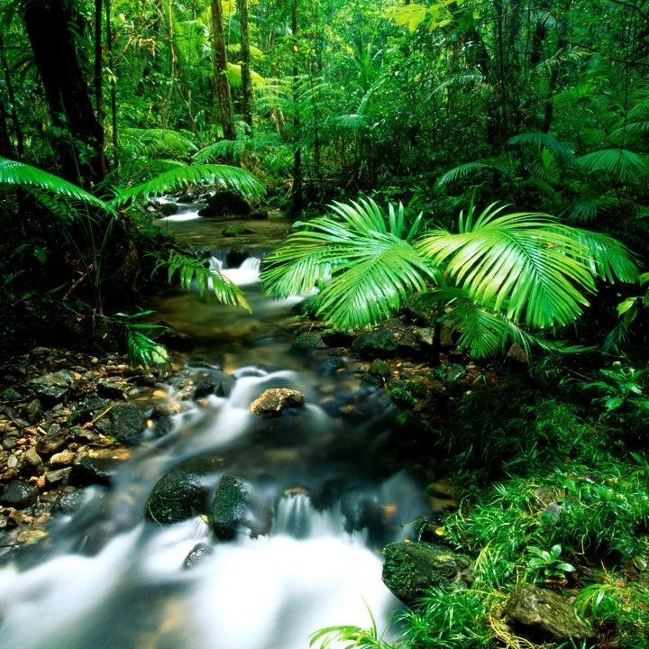 Daintree Rain forest