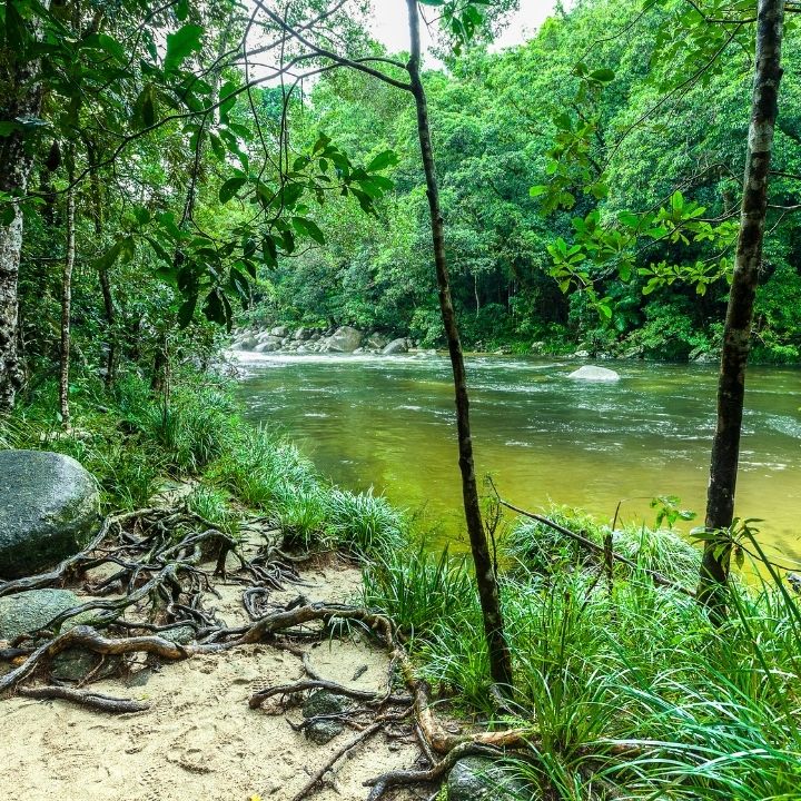 The Daintree River