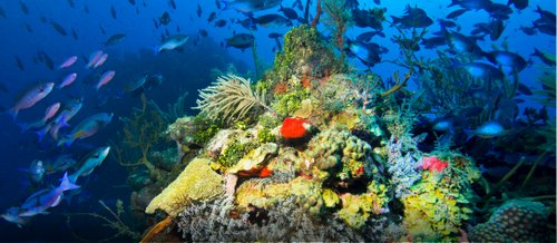 Dive Roatan Dive Roatan