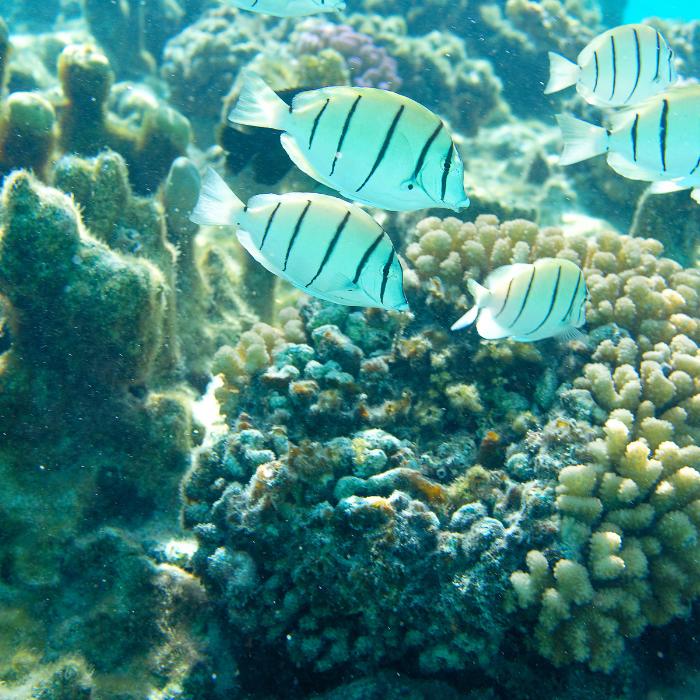 fish underwater bora bora