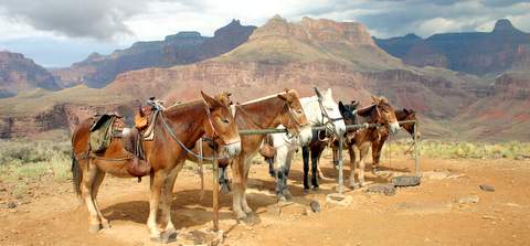 Grand Canyon Mule Rides