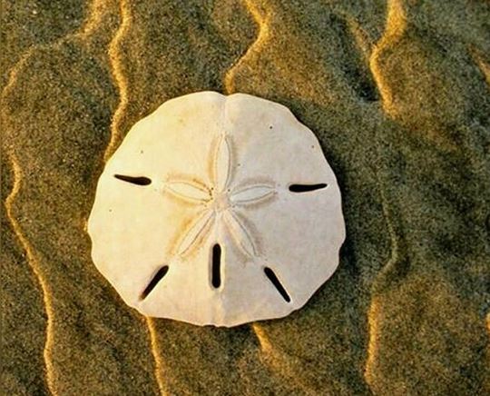 Isla Palenque Sand Dollar Isla Palenque Sand Dollar