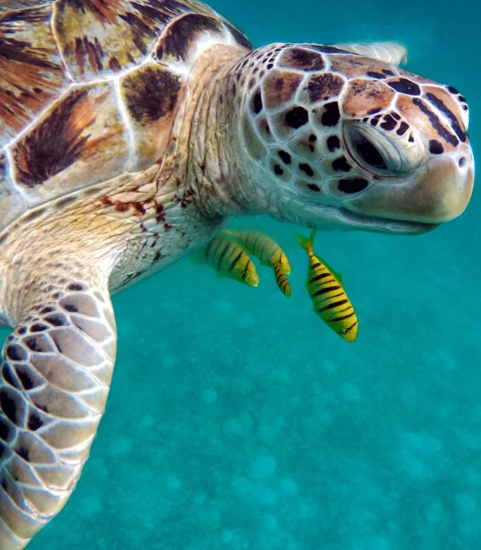 Natural setting at an all-inclusive resort in the Maldives Natural setting at an all-inclusive resort in the Maldives