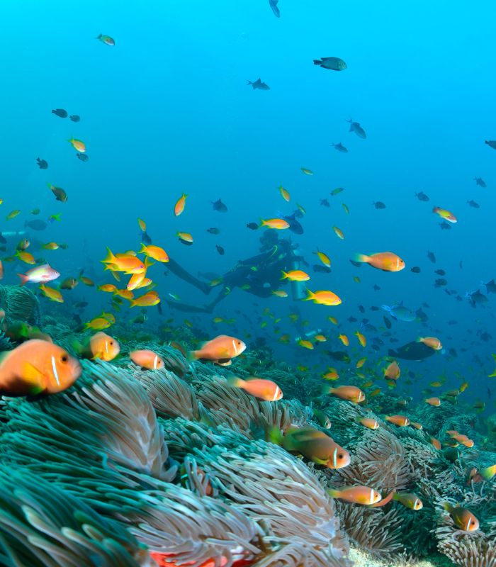 Reef on the Maldives Exploring the reef at an all-inclusive resort in the Maldives