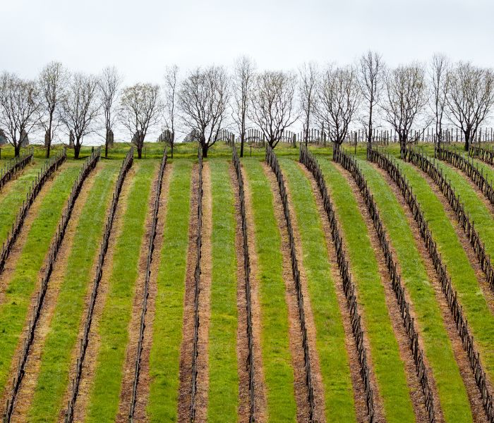 vinyard Margaret River