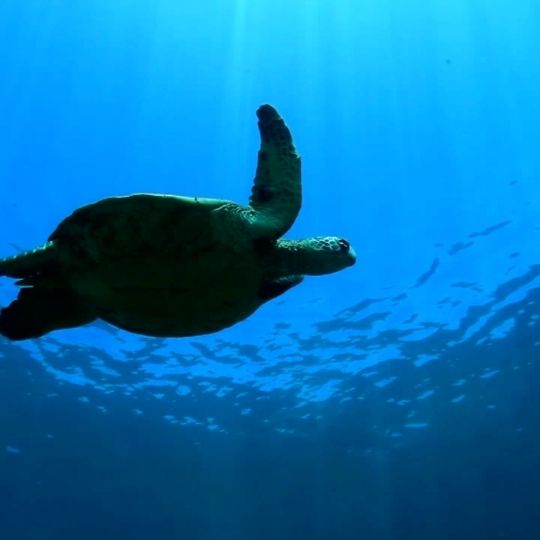 Maui All Inclusive Vacations