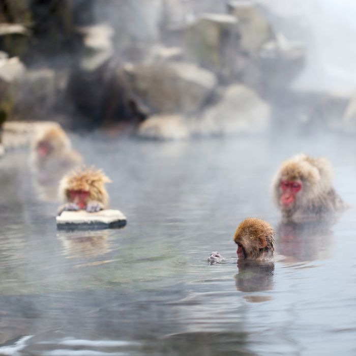 monkey-resort-japan
