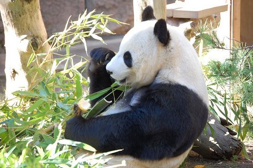 Giant Panda at San Diego Zoo