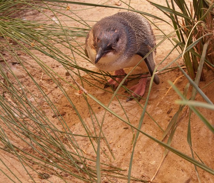 Victor Harbour Victor Harbour