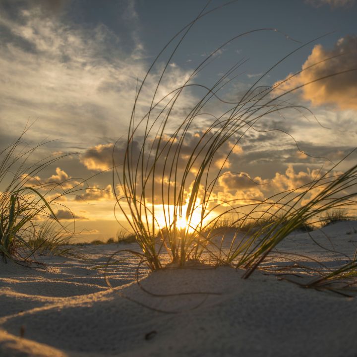 Pensacola Nature Pensacola Nature