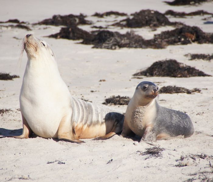 Seal Bay Kangaroo Island Wildlife