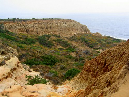 Torrey Pines State Reserve