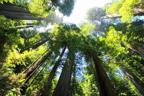 Muir Woods Redwood Forest