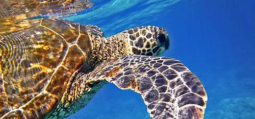 Turtle Travel Guide to Maui Hawaii