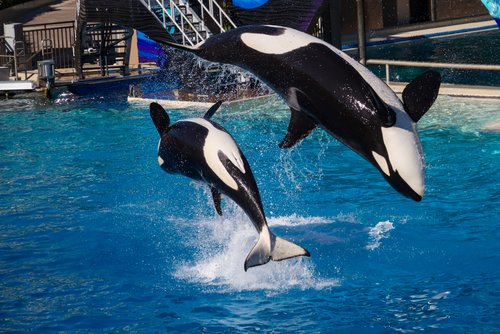 Two Orcas Jumping at Sea World San Diego
