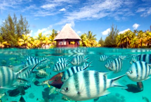 Fish in Bora Bora