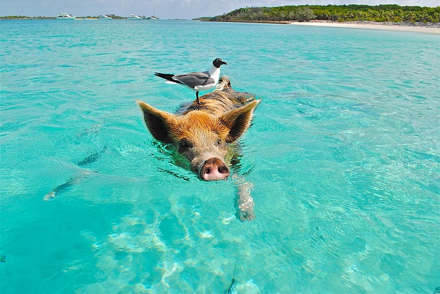 The Famous Swimming Pigs, Exuma Resorts